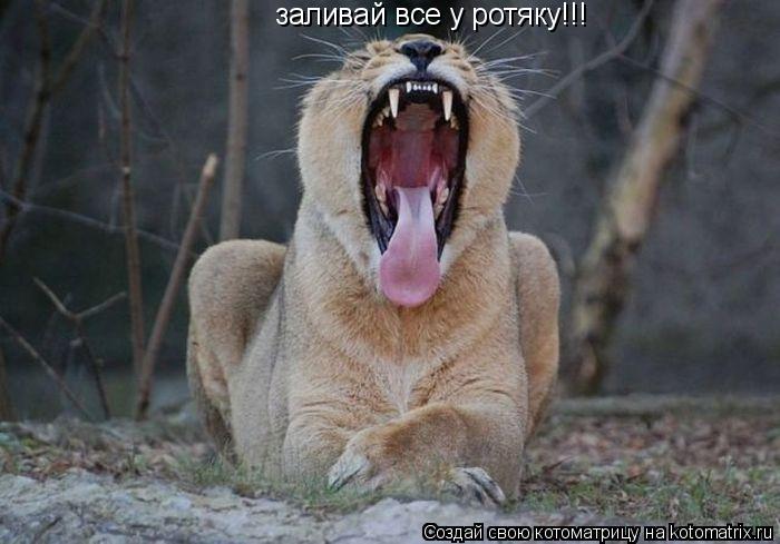 заливай все у ротяку!!!... Котоматрица: заливай все у ротяку!!!