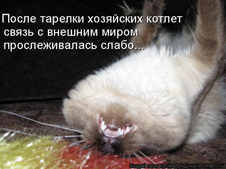 связь с внешним миром прослеживалась слабо... После тарелки хозяйских котлет... Котоматрица: связь с внешним миром прослеживалась слабо... После тарелки хозяйских котлет
