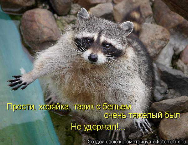 Прости, хозяйка, тазик с бельем очень тяжелый был Не удержал!...... Котоматрица: Прости, хозяйка, тазик с бельем очень тяжелый был Не удержал!...