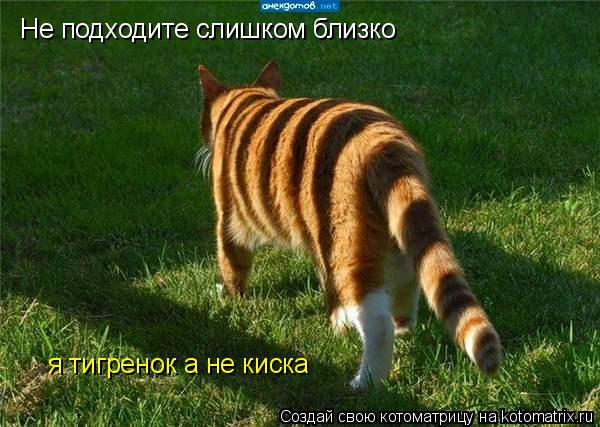 Не подходите слишком близко я тигренок а не киска... Котоматрица: Не подходите слишком близко я тигренок а не киска