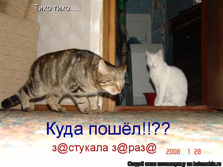 Тихо тихо..... Куда пошёл!!?? з@стукала з@раз@... Котоматрица: Тихо тихо..... Куда пошёл!!?? з@стукала з@раз@