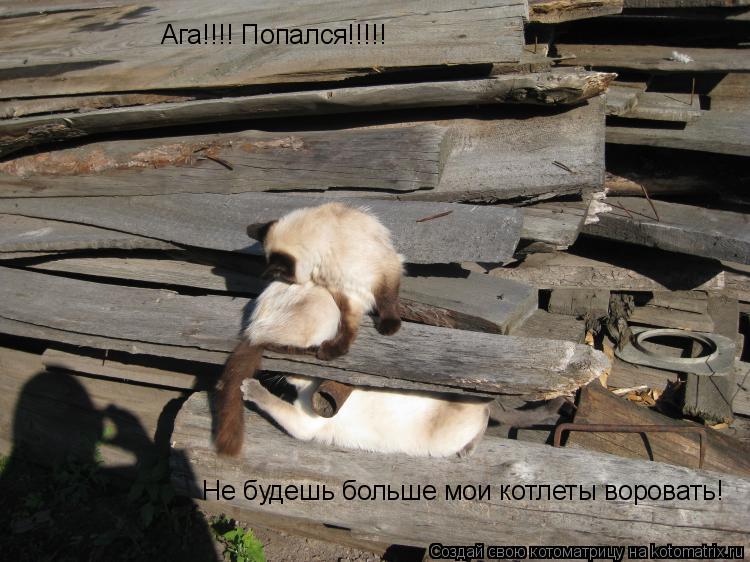 Ага!!!! Попался!!!!! Не будешь больше мои котлеты воровать!... Котоматрица: Ага!!!! Попался!!!!! Не будешь больше мои котлеты воровать!