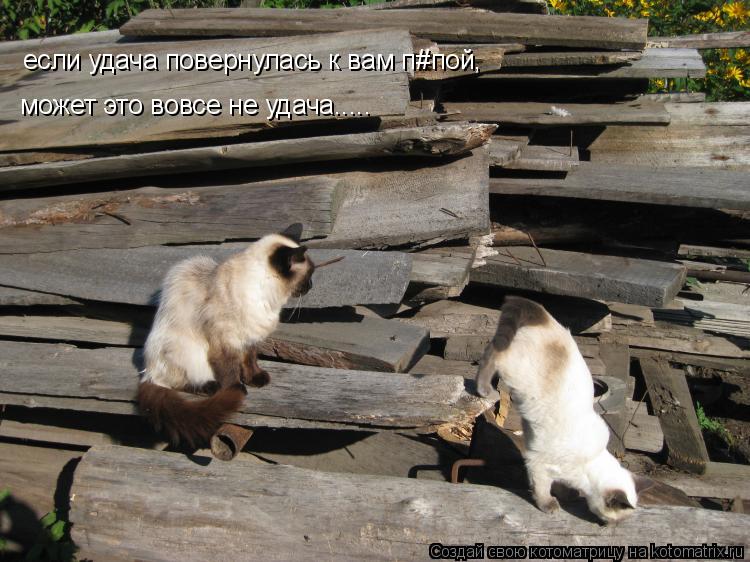 если удача повернулась к вам п#пой, может это вовсе не удача....... если удача повернулась к вам п#по... Котоматрица: если удача повернулась к вам п#пой, может это вовсе не удача....... если удача повернулась к вам п#пой, может это вовсе не удача.....