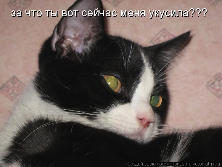 за что ты вот сейчас меня укусила???... Котоматрица: за что ты вот сейчас меня укусила???
