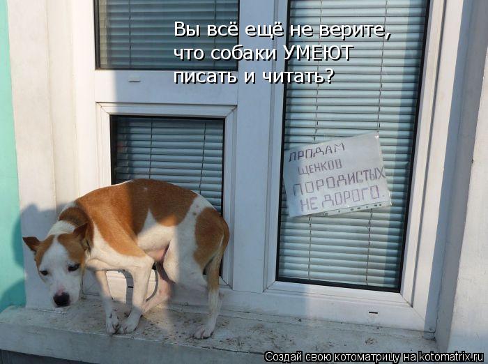 Вы всё ещё не верите, что собаки УМЕЮТ писать и читать?... Котоматрица: Вы всё ещё не верите, что собаки УМЕЮТ писать и читать?