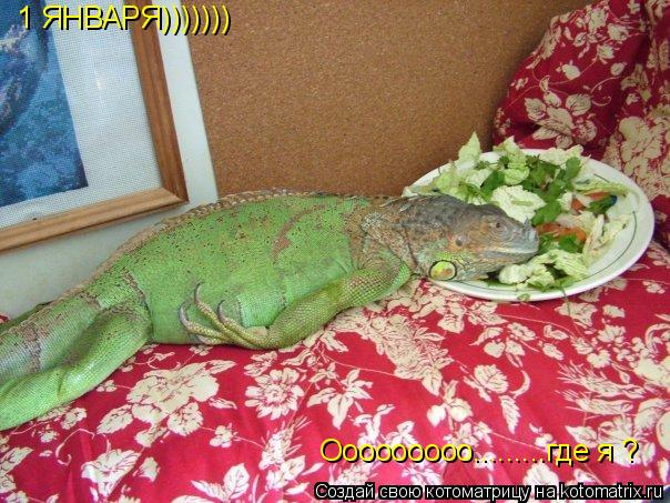 1 ЯНВАРЯ))))))) Ооооооооо.........где я ?... Котоматрица: 1 ЯНВАРЯ))))))) Ооооооооо.........где я ?