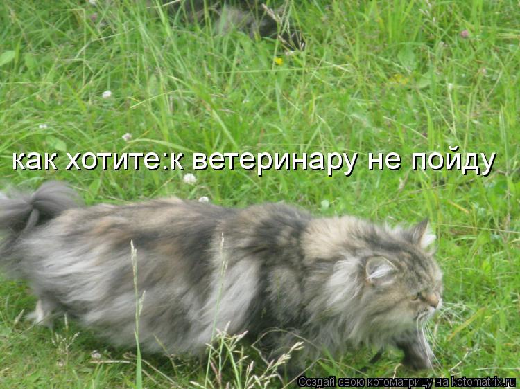 как хотите:к ветеринару не пойду... Котоматрица: как хотите:к ветеринару не пойду