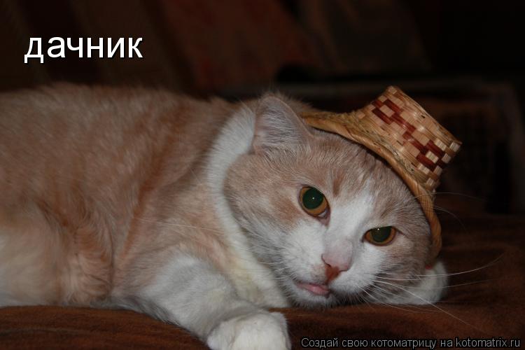 дачник... Котоматрица: дачник