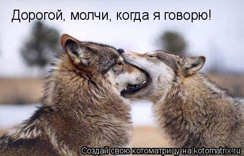 Дорогой, молчи, когда я говорю!... Котоматрица: Дорогой, молчи, когда я говорю!