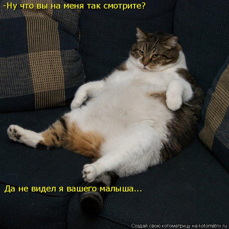 -Ну что вы на меня так смотрите? Да не видел я вашего малыша...... Котоматрица: -Ну что вы на меня так смотрите? Да не видел я вашего малыша...