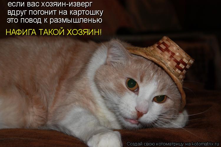 вдруг погонит на картошку если вас хозяин-изверг это повод к размышленью НАФИГА ТАКОЙ ХОЗЯИН!... Котоматрица: вдруг погонит на картошку если вас хозяин-изверг это повод к размышленью НАФИГА ТАКОЙ ХОЗЯИН!