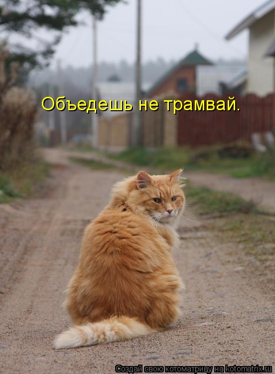 Объедешь не трамвай.... Котоматрица: Объедешь не трамвай.