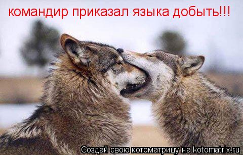 командир приказал языка добыть!!!... Котоматрица: командир приказал языка добыть!!!