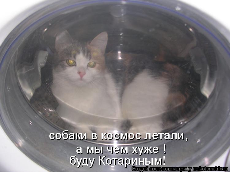 собаки в космос летали, а мы чем хуже ! буду Котариным!... Котоматрица: собаки в космос летали, а мы чем хуже ! буду Котариным!