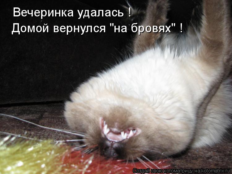 Вечеринка удалась ! Домой вернулся "на бровях" !... Котоматрица: Вечеринка удалась ! Домой вернулся "на бровях" !