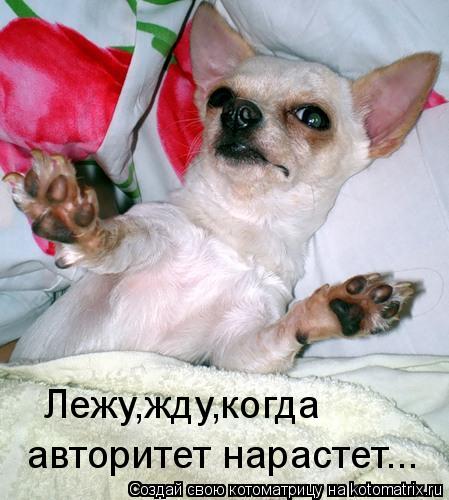 Лежу,жду,когда авторитет нарастет...... Котоматрица: Лежу,жду,когда авторитет нарастет...