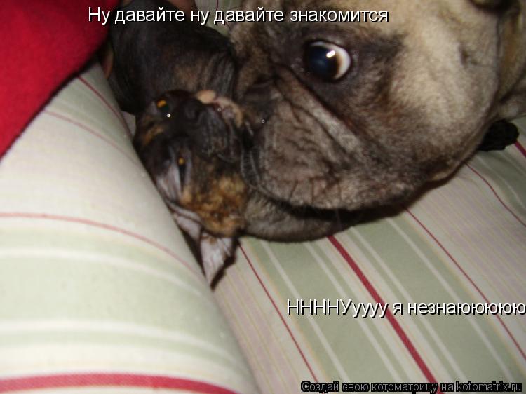 Ну давайте ну давайте знакомится ННННУуууу я незнаююююю... Котоматрица: Ну давайте ну давайте знакомится ННННУуууу я незнаююююю