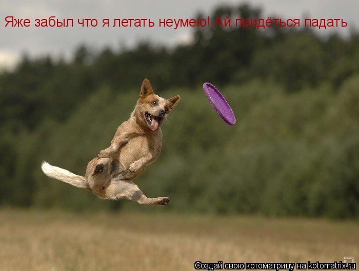 Яже забыл что я летать неумею! Ай придёться падать... Котоматрица: Яже забыл что я летать неумею! Ай придёться падать