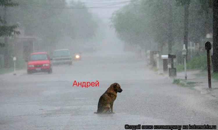Андрей... Котоматрица: Андрей