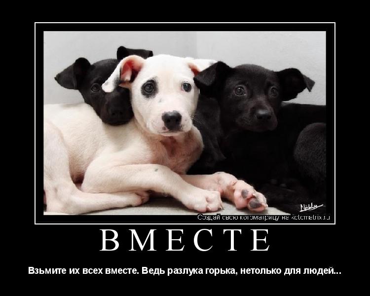 ВМЕСТЕ Взьмите их всех вместе. Ведь разлука горька, нетолько для людей...... Котоматрица: ВМЕСТЕ Взьмите их всех вместе. Ведь разлука горька, нетолько для людей...
