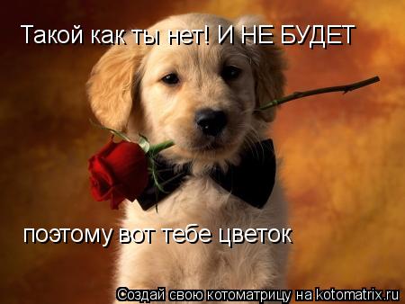 Такой как ты нет! И НЕ БУДЕТ поэтому вот тебе цветок... Котоматрица: Такой как ты нет! И НЕ БУДЕТ поэтому вот тебе цветок