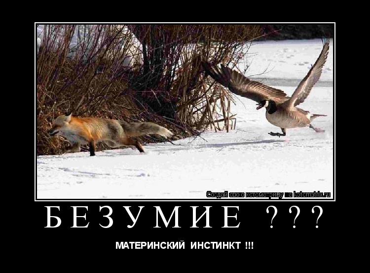 Котоматрица: безумие ??? МАТЕРИНСКИЙ  ИНСТИНКТ  !!!