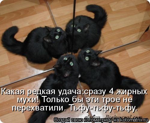 Какая редкая удача:сразу 4 жирных мухи! Только бы эти трое не перехватили. Тьфу-тьфу-тьфу.... Котоматрица: Какая редкая удача:сразу 4 жирных мухи! Только бы эти трое не перехватили. Тьфу-тьфу-тьфу.