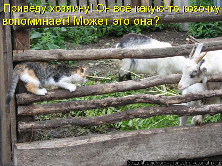 Приведу хозяину! Он всё какую-то козочку вспоминает! Может это она?... Котоматрица: Приведу хозяину! Он всё какую-то козочку вспоминает! Может это она?