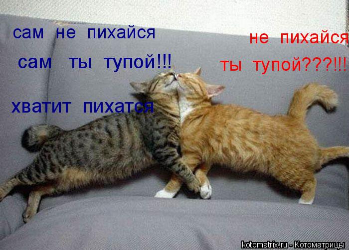 не пихайся сам не пихайся ты тупой???!!! сам ты тупой!!! хватит пихатся... Котоматрица: не пихайся сам не пихайся ты тупой???!!! сам ты тупой!!! хватит пихатся