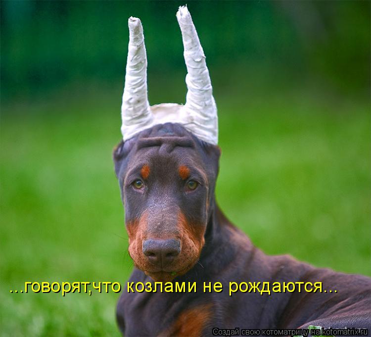 ...говорят,что козлами не рождаются...... Котоматрица: ...говорят,что козлами не рождаются...