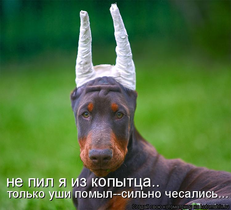 не пил я из копытца.. только уши помыл--сильно чесались...... Котоматрица: не пил я из копытца.. только уши помыл--сильно чесались...