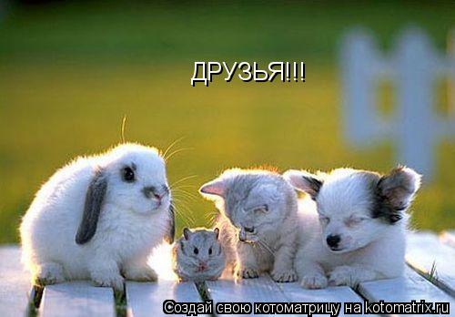 ДРУЗЬЯ!!!... Котоматрица: ДРУЗЬЯ!!!