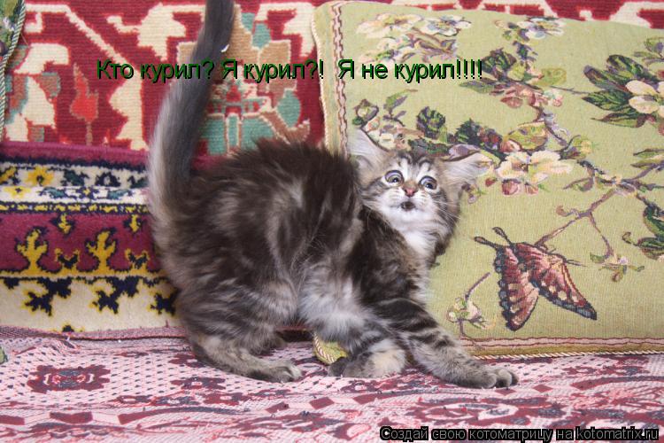 Кто курил? Я курил?! Я не курил!!!!... Котоматрица: Кто курил? Я курил?! Я не курил!!!!