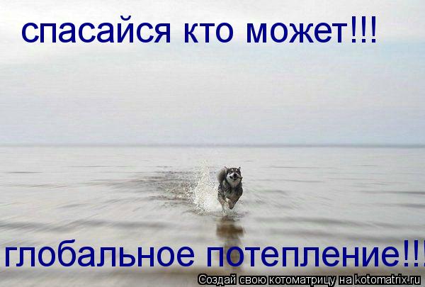 спасайся кто может!!! глобальное потепление!!!... Котоматрица: спасайся кто может!!! глобальное потепление!!!