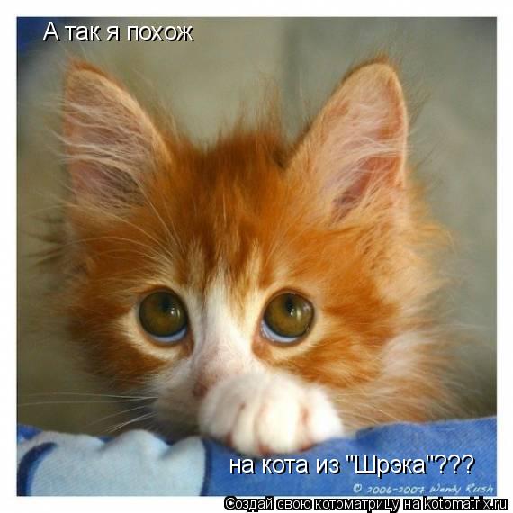 А так я похож на кота из "Шрэка"???... Котоматрица: А так я похож на кота из "Шрэка"???