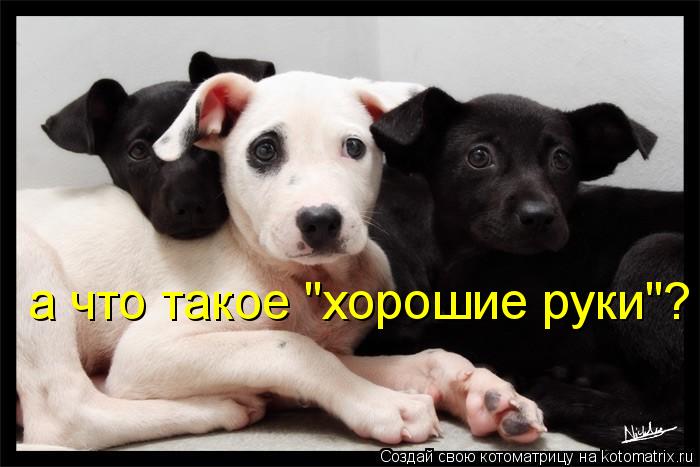 а что такое "хорошие руки"?... Котоматрица: а что такое "хорошие руки"?