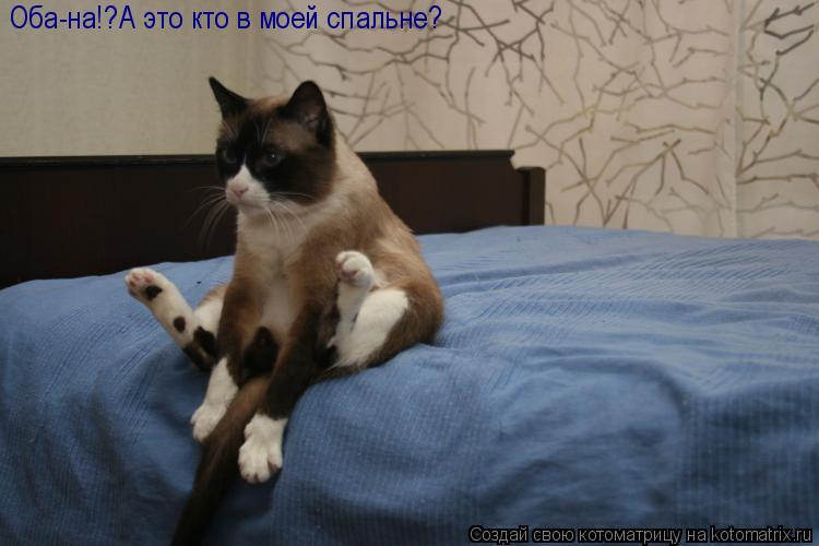 Оба-на!?А это кто в моей спальне?... Котоматрица: Оба-на!?А это кто в моей спальне?