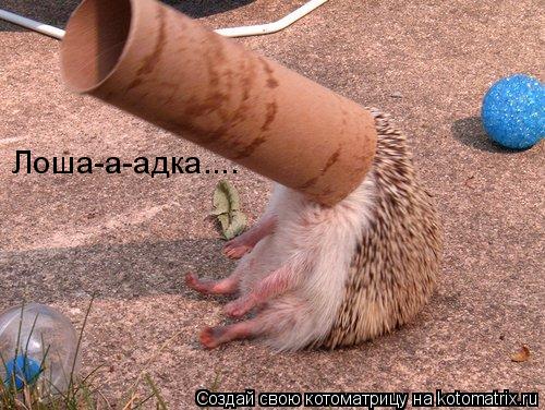 Лоша-а-адка....... Котоматрица: Лоша-а-адка....
