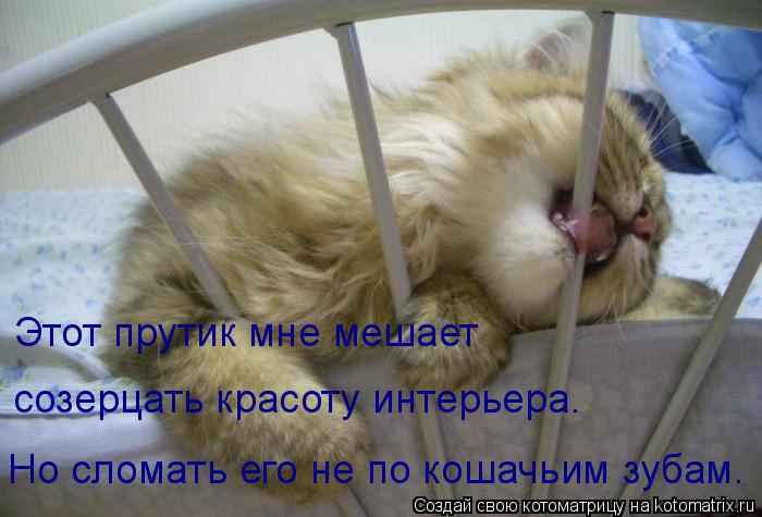 Этот прутик мне мешает созерцать красоту интерьера. Но сломать его не по кошачьим зубам.... Котоматрица: Этот прутик мне мешает созерцать красоту интерьера. Но сломать его не по кошачьим зубам.