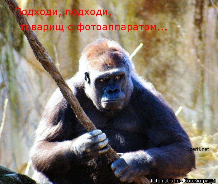 Котоматрица: Подходи, подходи,  товарищ с фотоаппаратом...