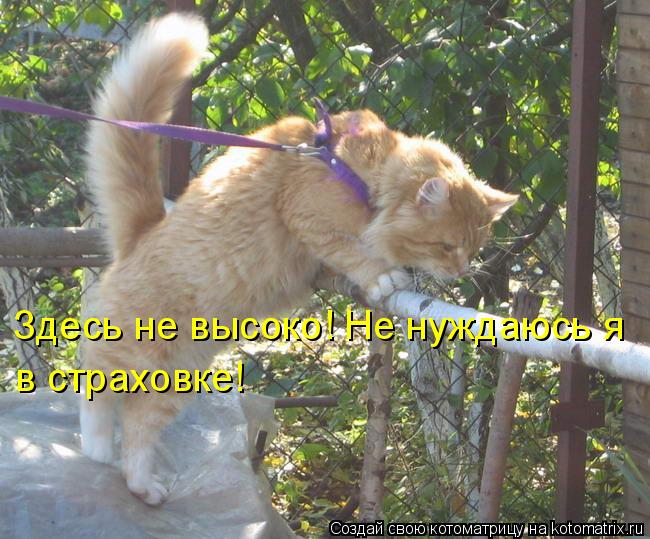 Здесь не высоко! Не нуждаюсь я в страховке!... Котоматрица: Здесь не высоко! Не нуждаюсь я в страховке!