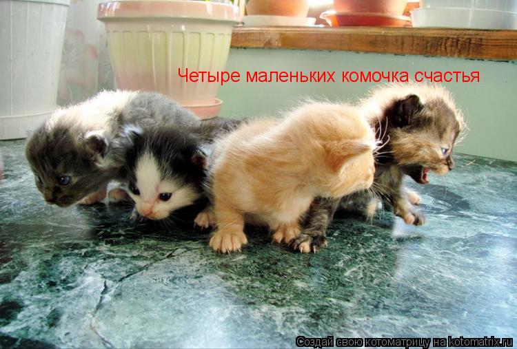 Четыре маленьких комочка счастья... Котоматрица: Четыре маленьких комочка счастья