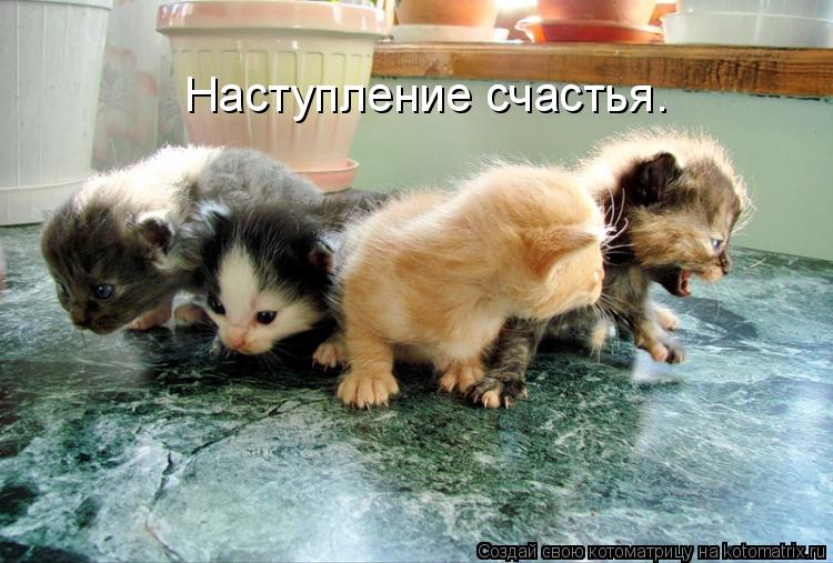 Котоматрица: Наступление счастья.