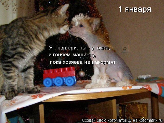 1 января пока хозяева не накормят. Я - к двери, ты - у окна, и гоняем машинку,... Котоматрица: 1 января пока хозяева не накормят. Я - к двери, ты - у окна, и гоняем машинку,