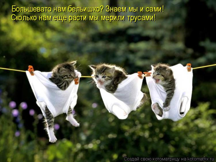 Большевато нам бельишко? Знаем мы и сами! Сколько нам еще расти мы мерили трусами!... Котоматрица: Большевато нам бельишко? Знаем мы и сами! Сколько нам еще расти мы мерили трусами!