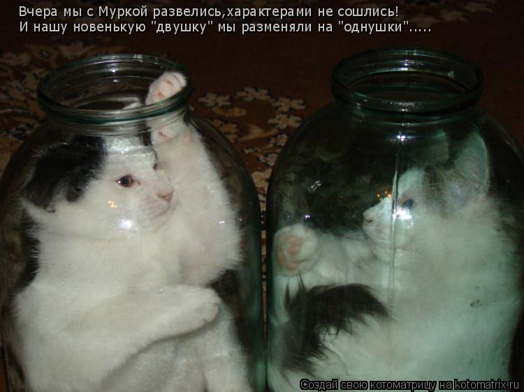 Вчера мы с Муркой развелись,характерами не сошлись! И нашу новенькую "двушку" мы разменяли на "однушк... Котоматрица: Вчера мы с Муркой развелись,характерами не сошлись! И нашу новенькую "двушку" мы разменяли на "однушки".....