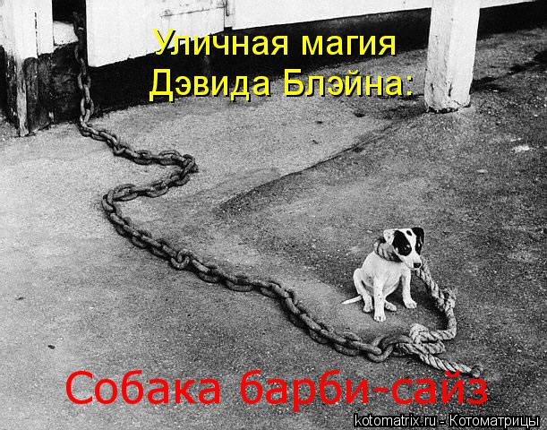 Дэвида Блэйна: Уличная магия Собака барби-сайз... Котоматрица: Дэвида Блэйна: Уличная магия Собака барби-сайз