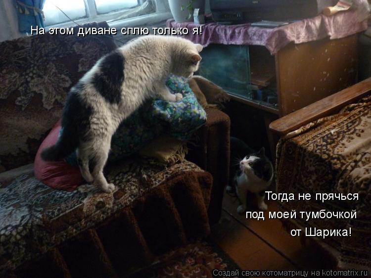 На этом диване сплю только я! Тогда не прячься под моей тумбочкой от Шарика!... Котоматрица: На этом диване сплю только я! Тогда не прячься под моей тумбочкой от Шарика!