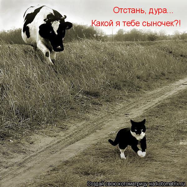 Отстань, дура... Какой я тебе сыночек?!... Котоматрица: Отстань, дура... Какой я тебе сыночек?!