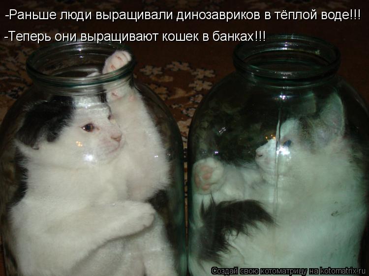 -Раньше люди выращивали динозавриков в тёплой воде!!! -Теперь они выращивают кошек в банках!!!... Котоматрица: -Раньше люди выращивали динозавриков в тёплой воде!!! -Теперь они выращивают кошек в банках!!!